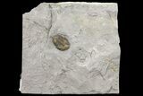 Greenops Trilobite - Arkona, Ontario #164405-1